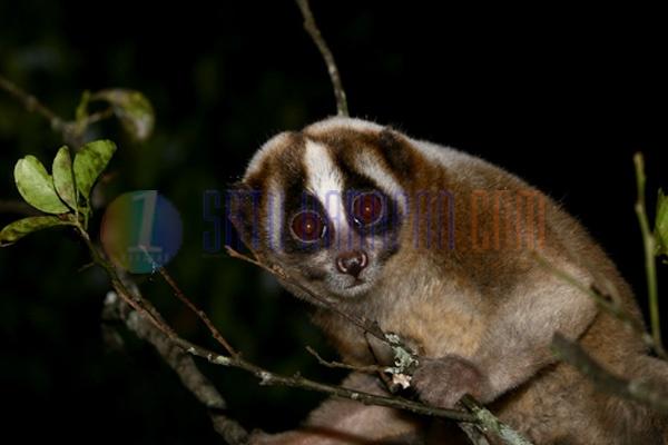 Eksplorasi Hidup Nocturnal: Kehidupan Satwa di Dunia Malam